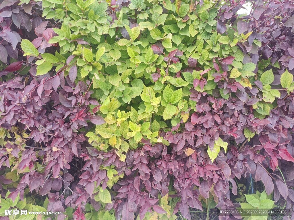 多彩叶片植物景观