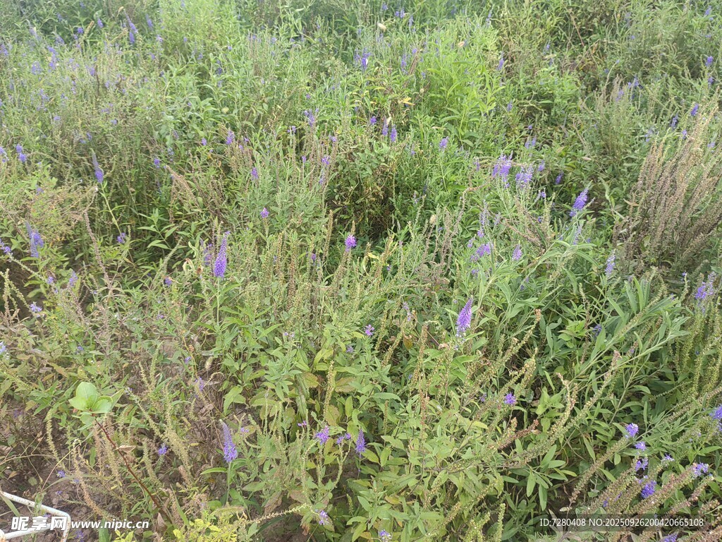 野外繁茂的绿色植物景观