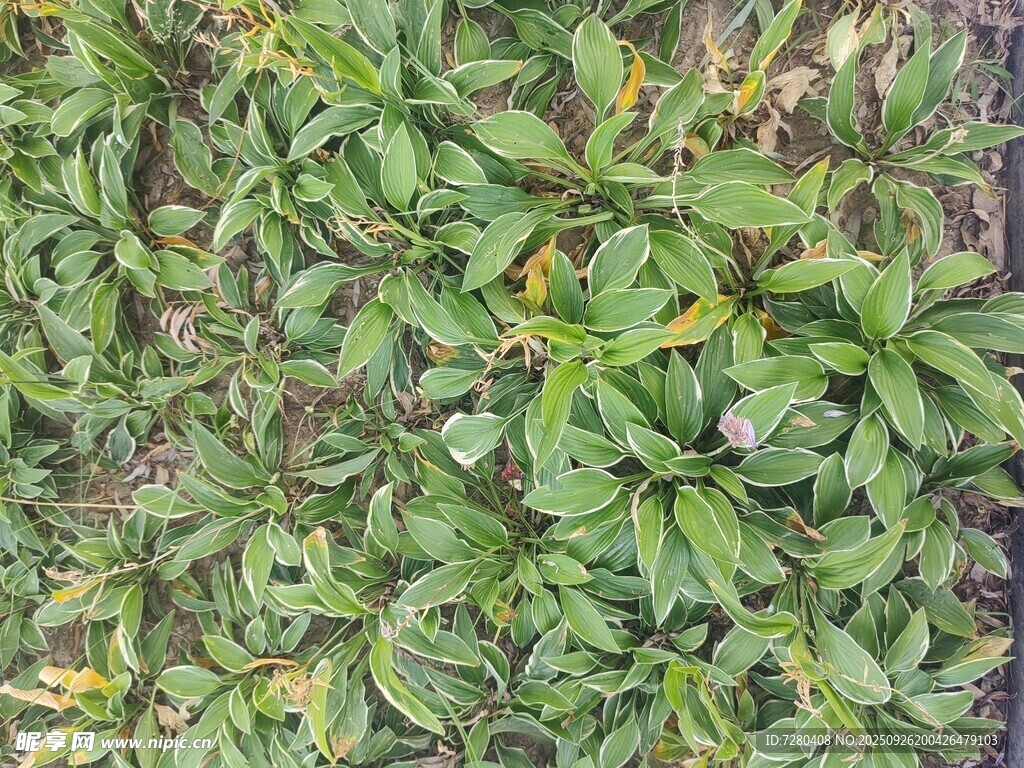 绿叶繁茂的植物景观