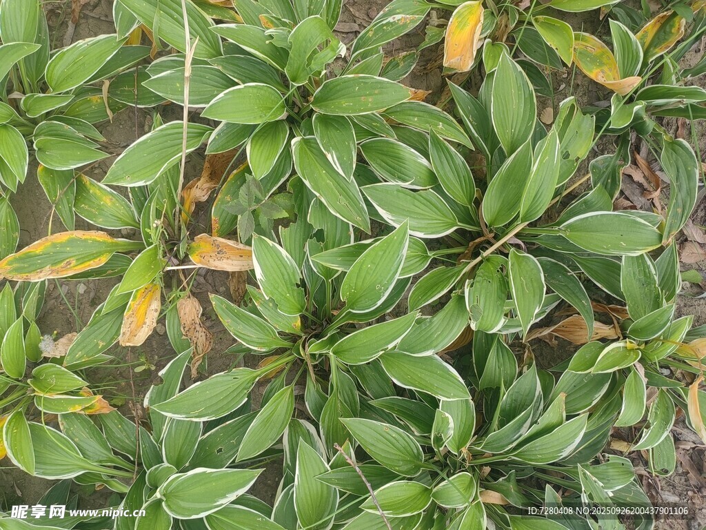 绿叶植物特写
