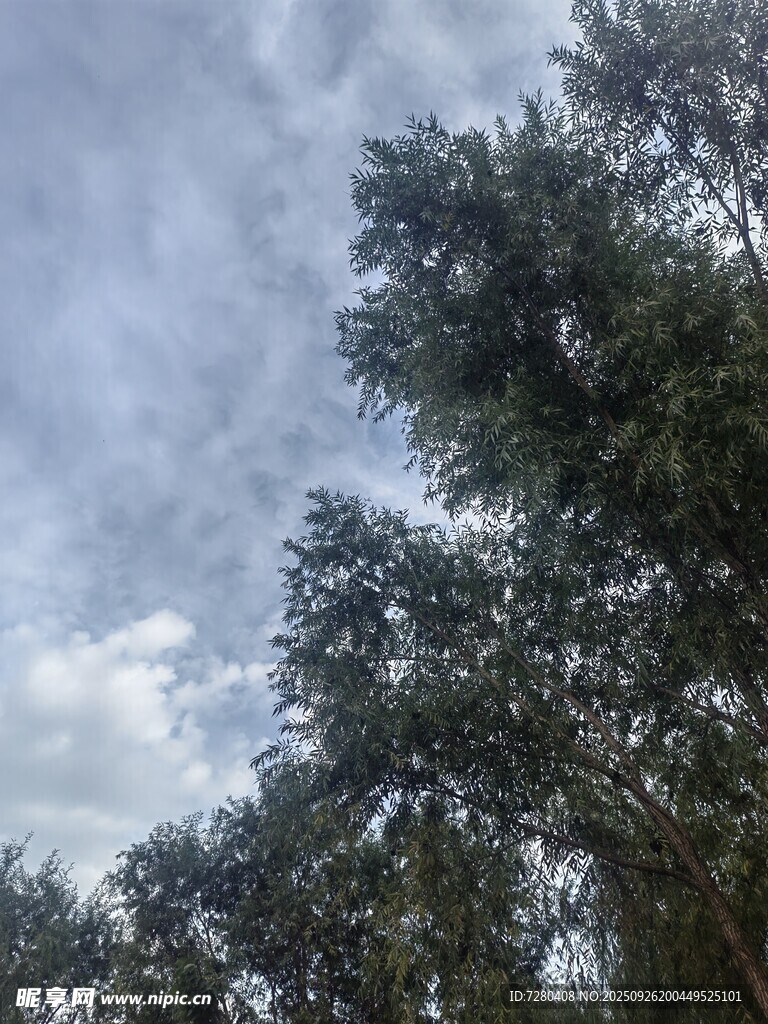 天空下的繁茂树木