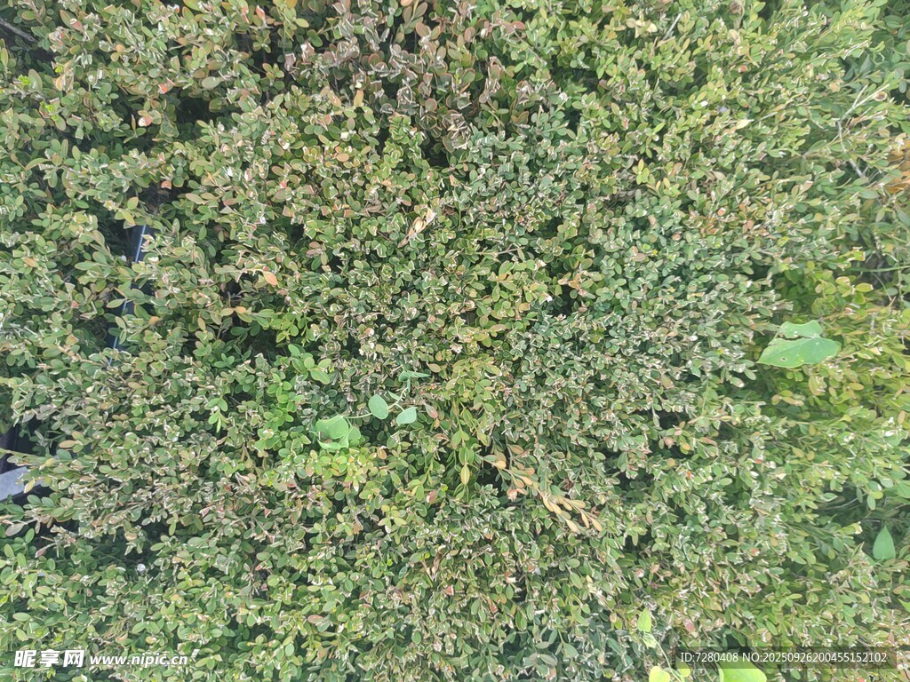 茂密绿植鸟瞰图