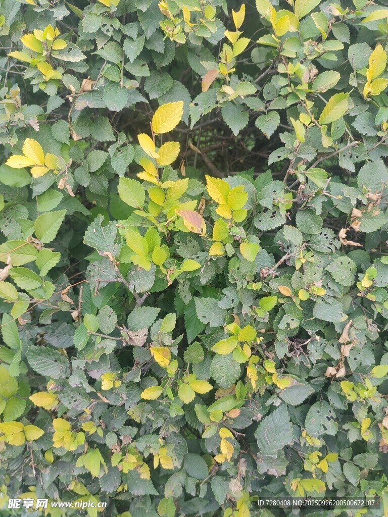 绿叶黄花植物特写