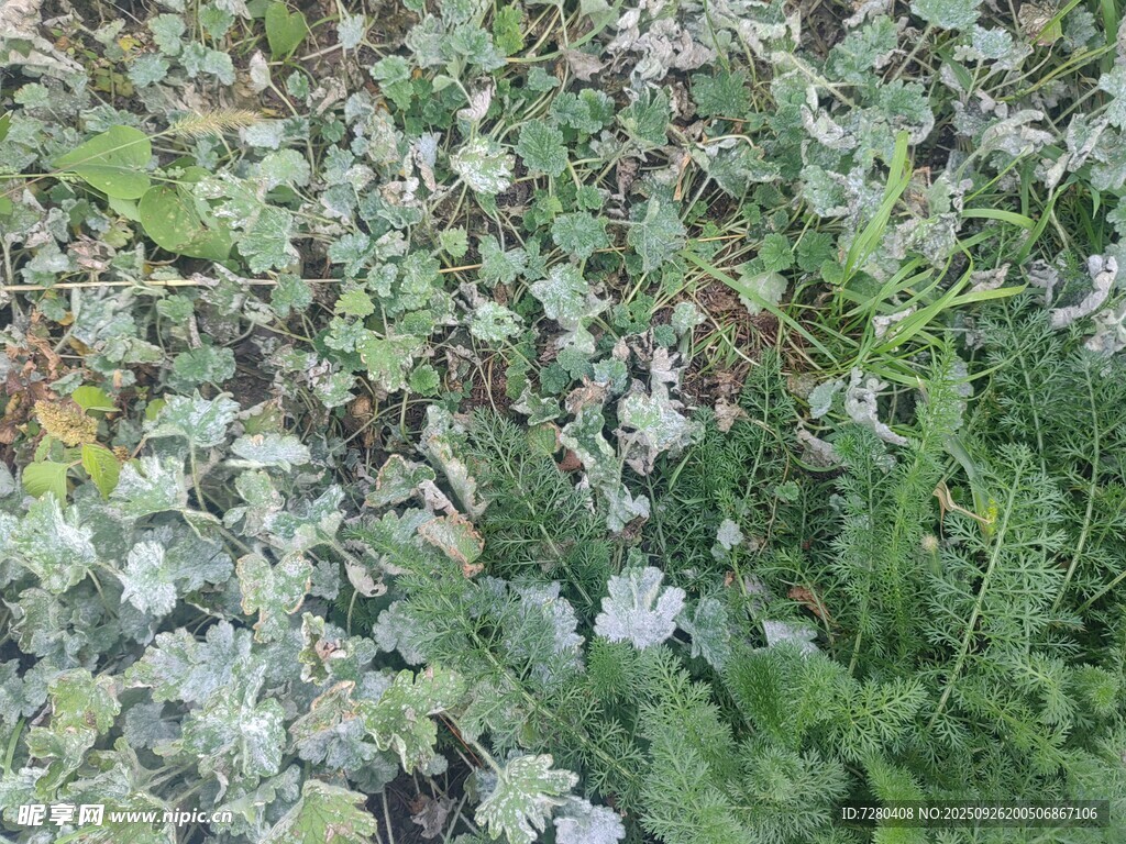 地面上的多样绿植
