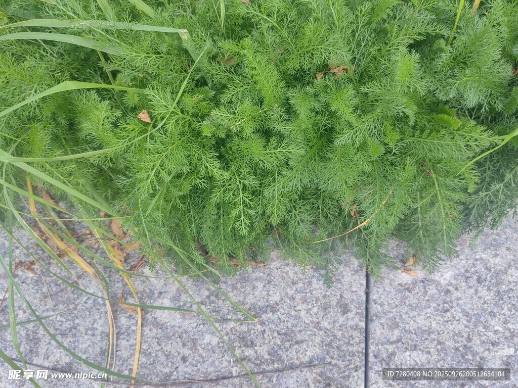 石缝间的嫩绿植物