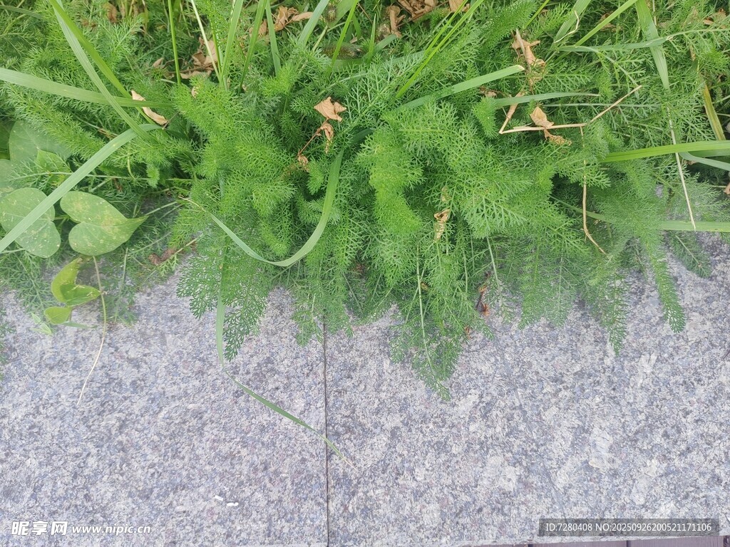 石缝间的嫩绿野草