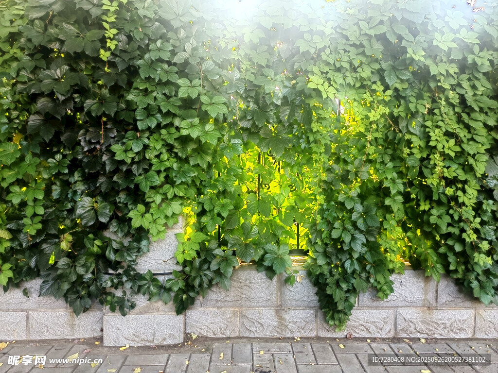 爬山虎