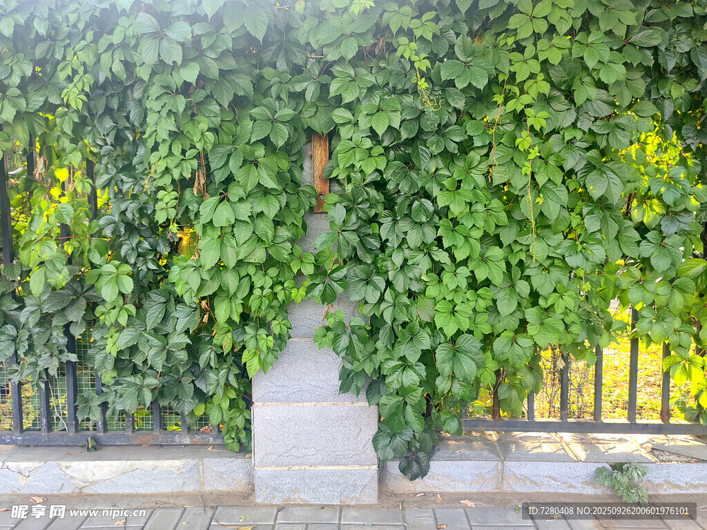 爬山虎