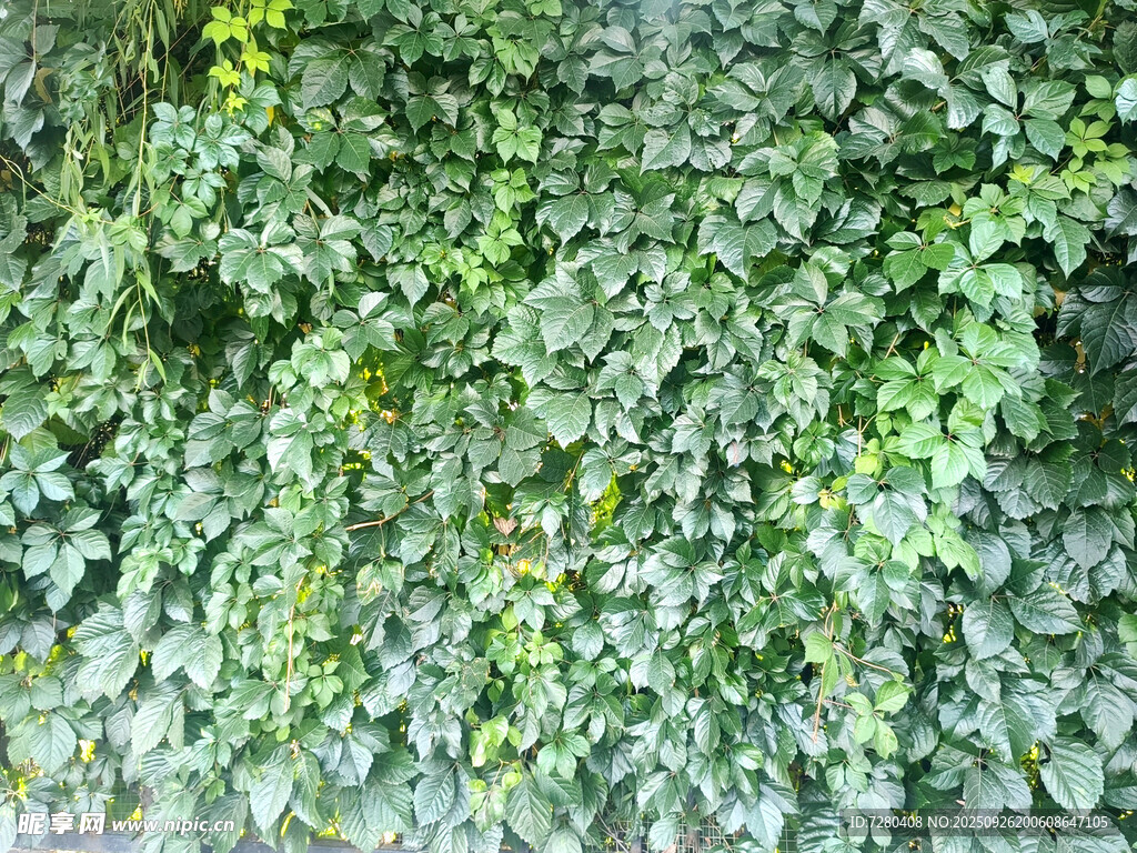 翠绿繁茂的植物墙景观