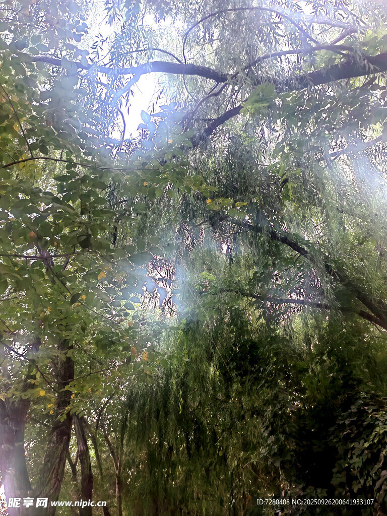 林间阳光穿透茂密枝叶