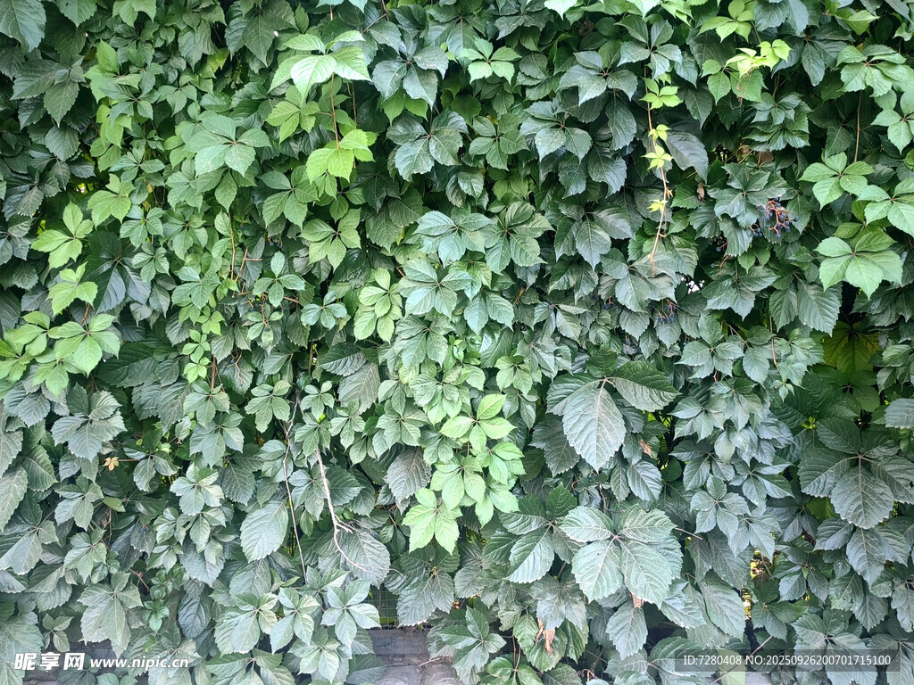 绿叶覆石墙的自然景致