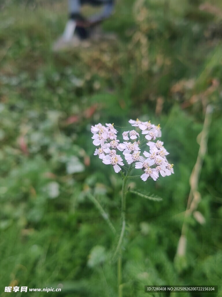 草丛中的白色小花