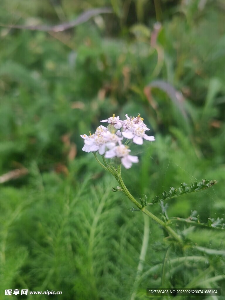 草丛中的白色小花