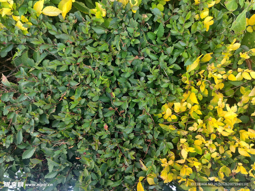 绿叶黄花植物景观