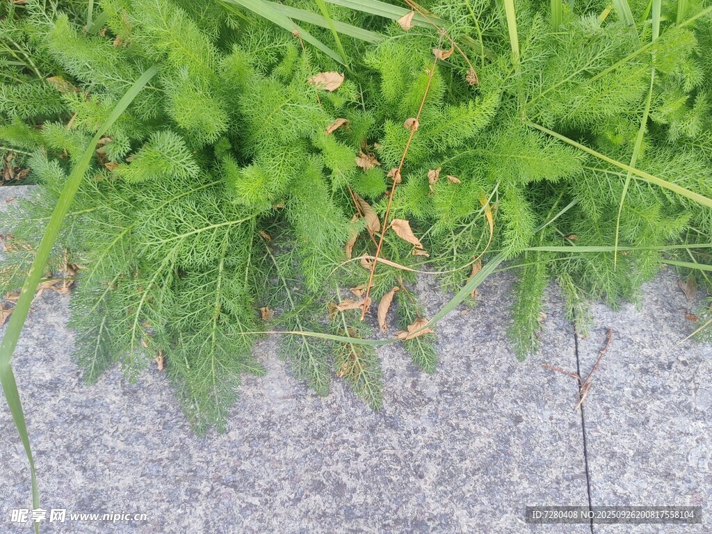 路边嫩绿小草生机盎然