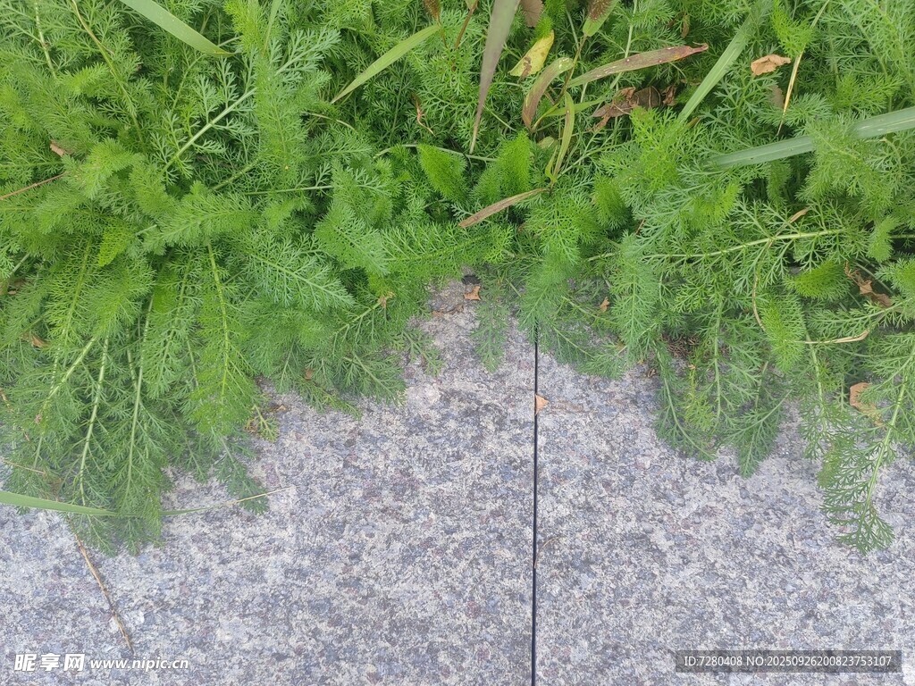 草地与石板路的自然衔接