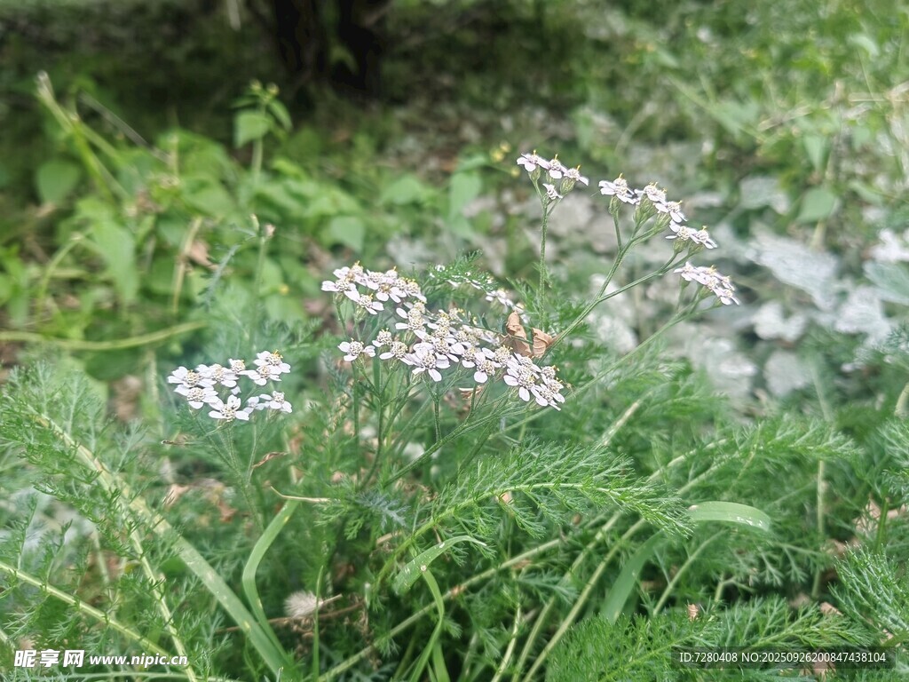 草丛中的白色小花