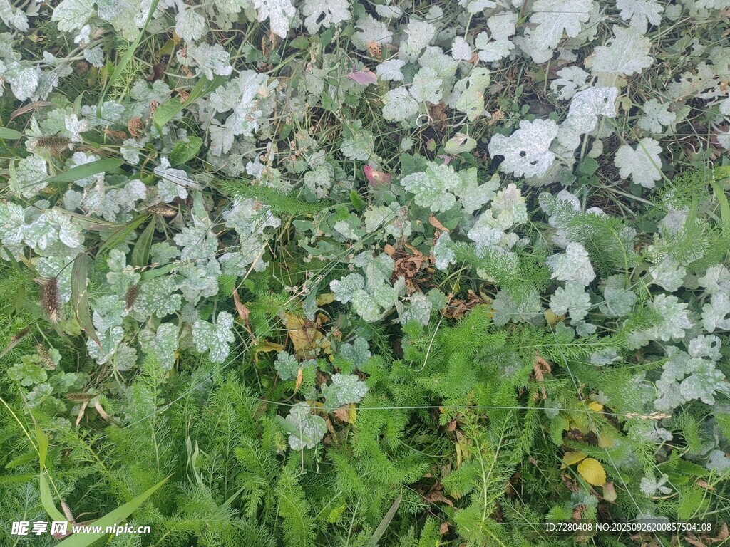 繁茂白花与绿叶交织景象