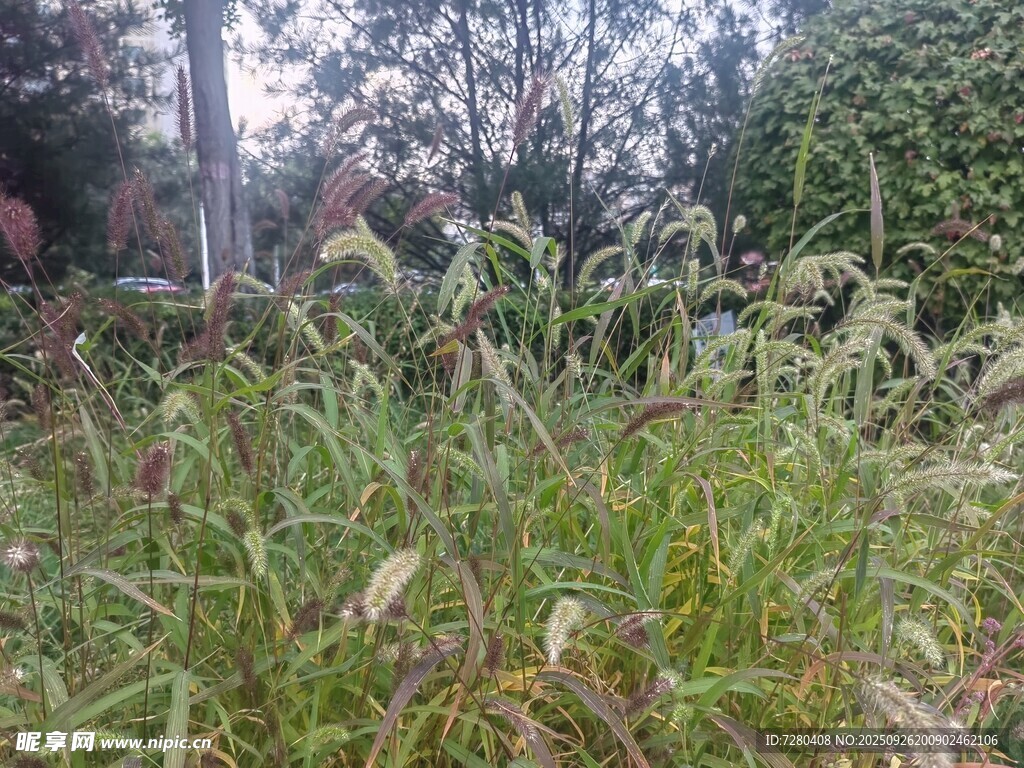 户外繁茂草地景象