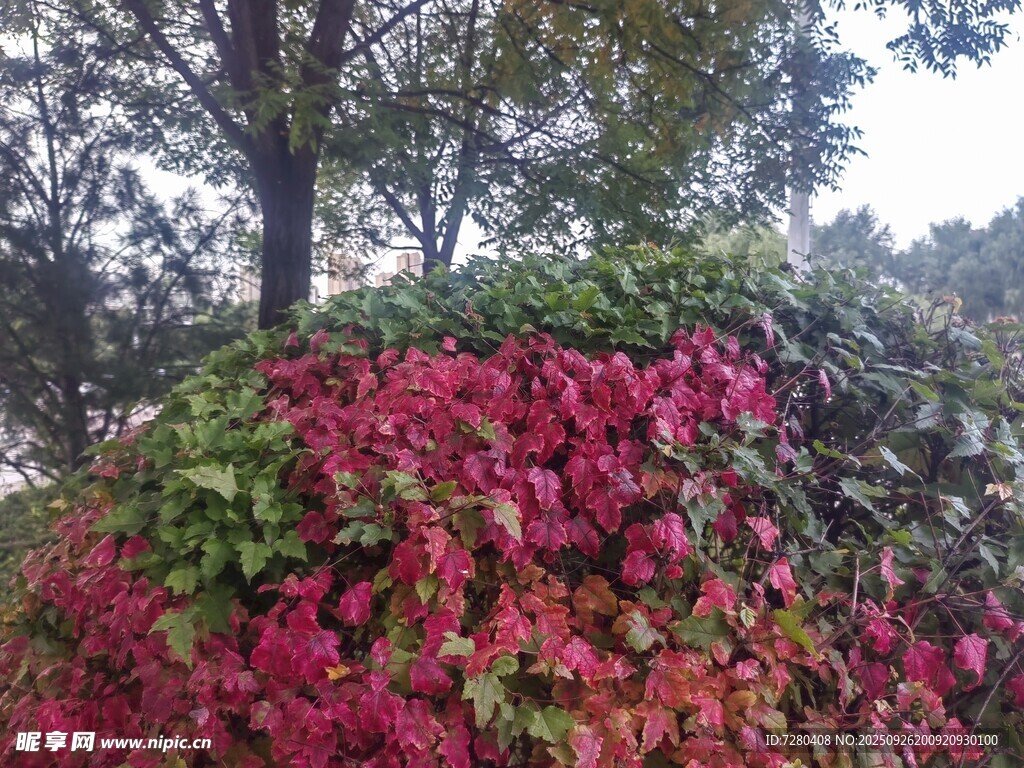 秋日绚烂红叶植物景观