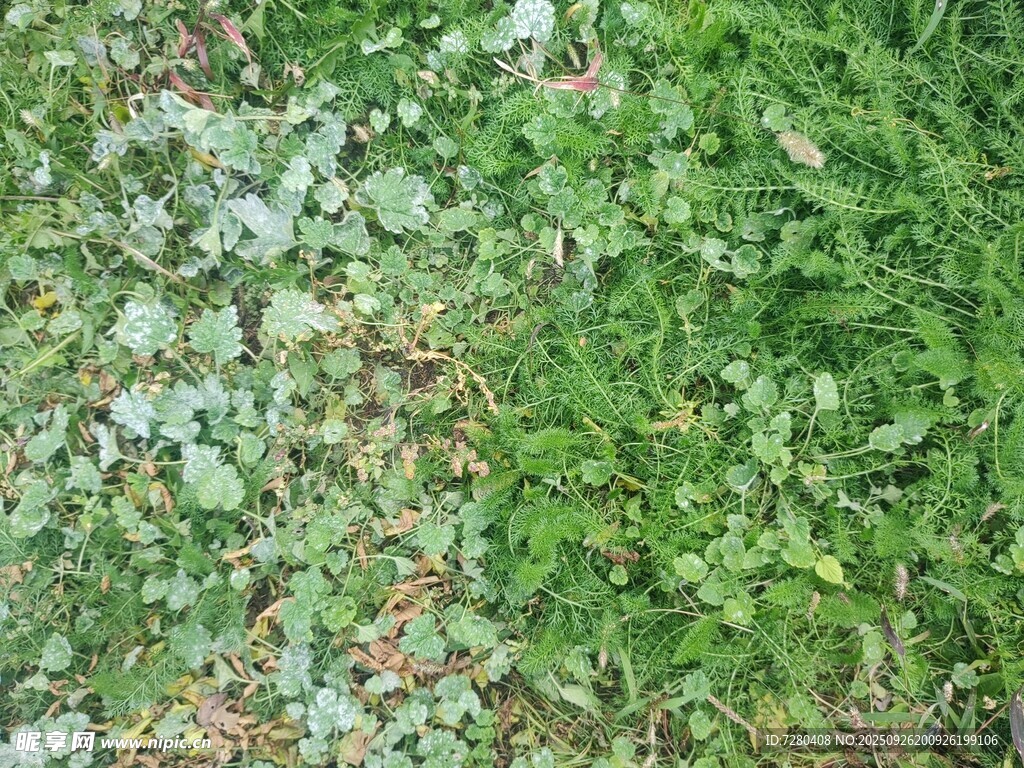 翠绿草地与植物景观