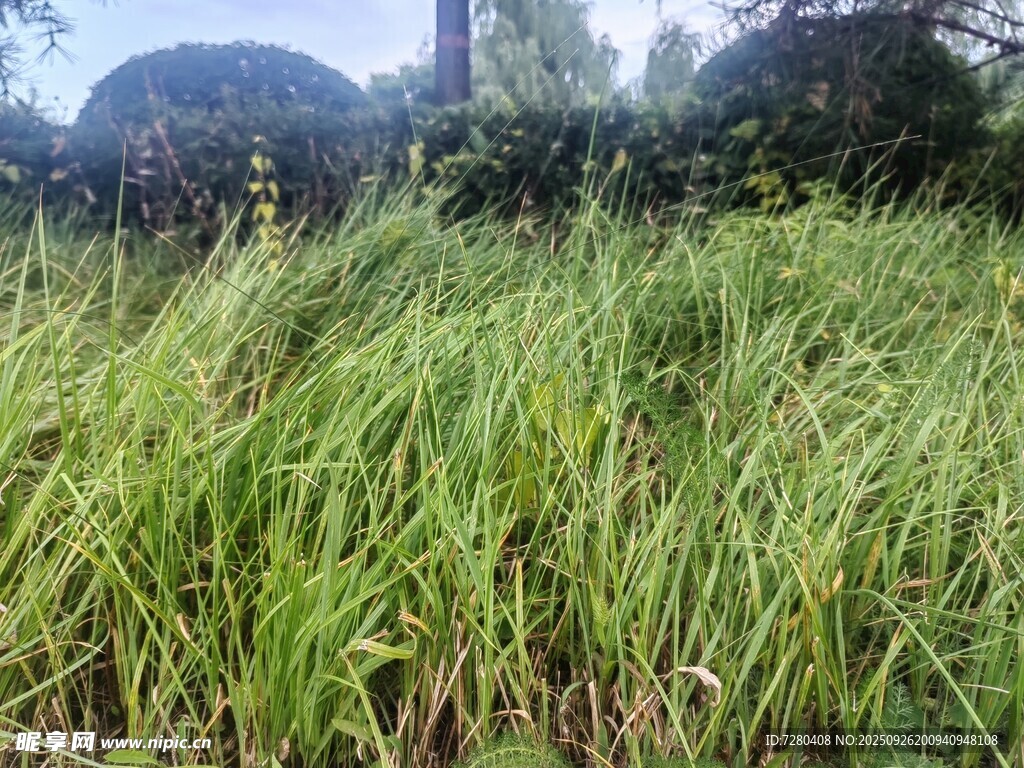 野外茂盛的绿色草丛