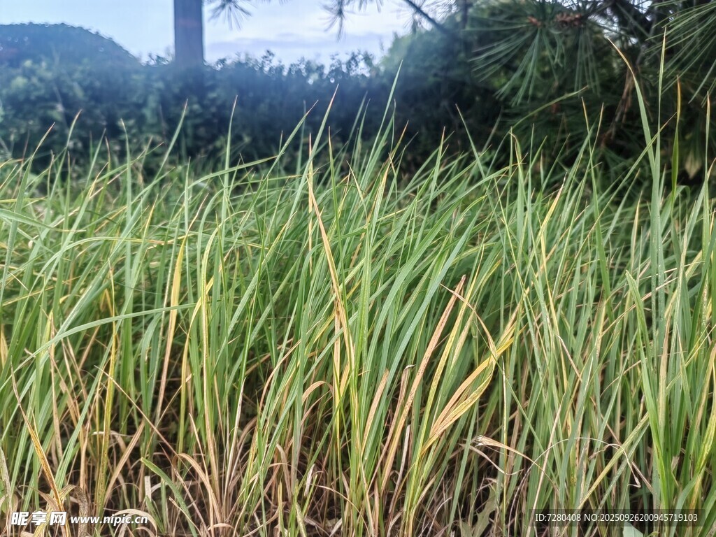 野外茂盛的绿色草丛