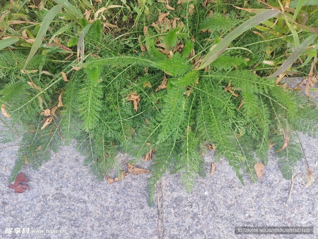 地面生长的绿色植物