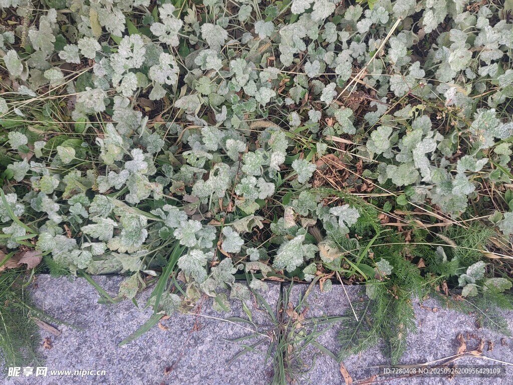 地面上的繁茂绿植