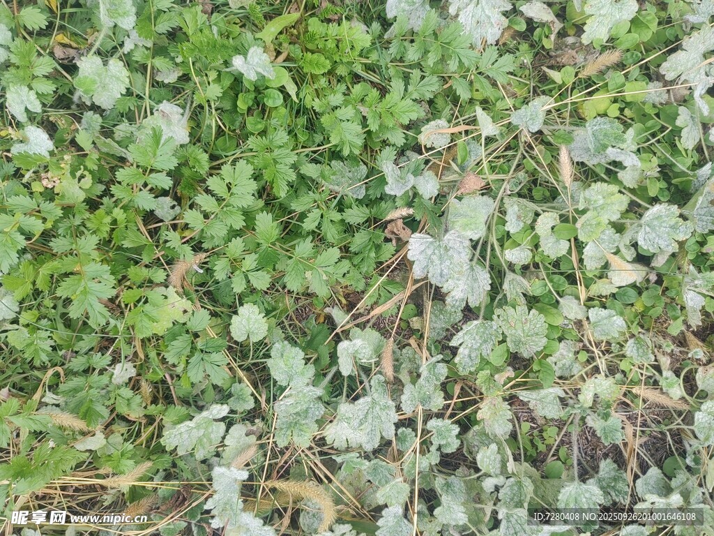 翠绿植物覆盖的景象