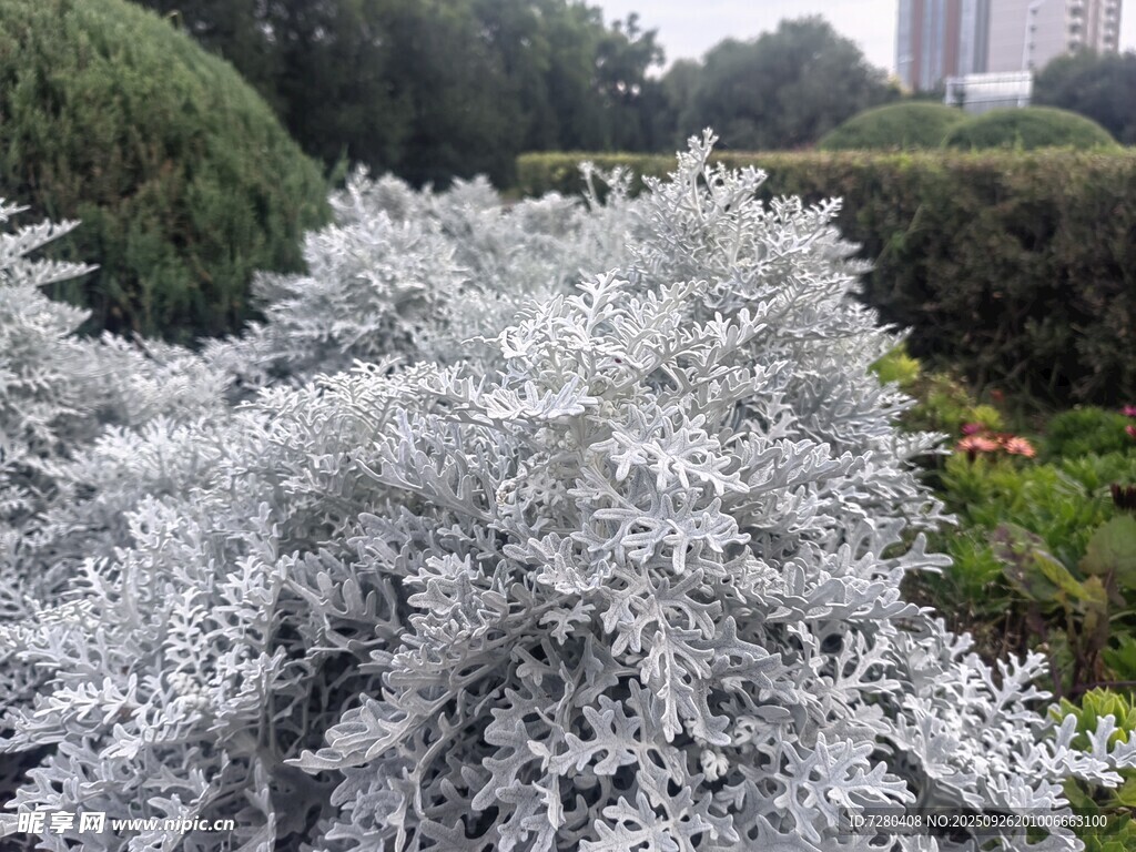 银叶植物特写