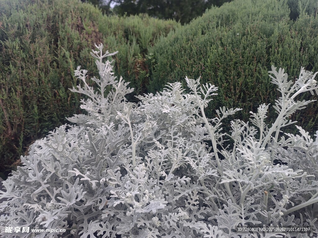 银叶植物景观
