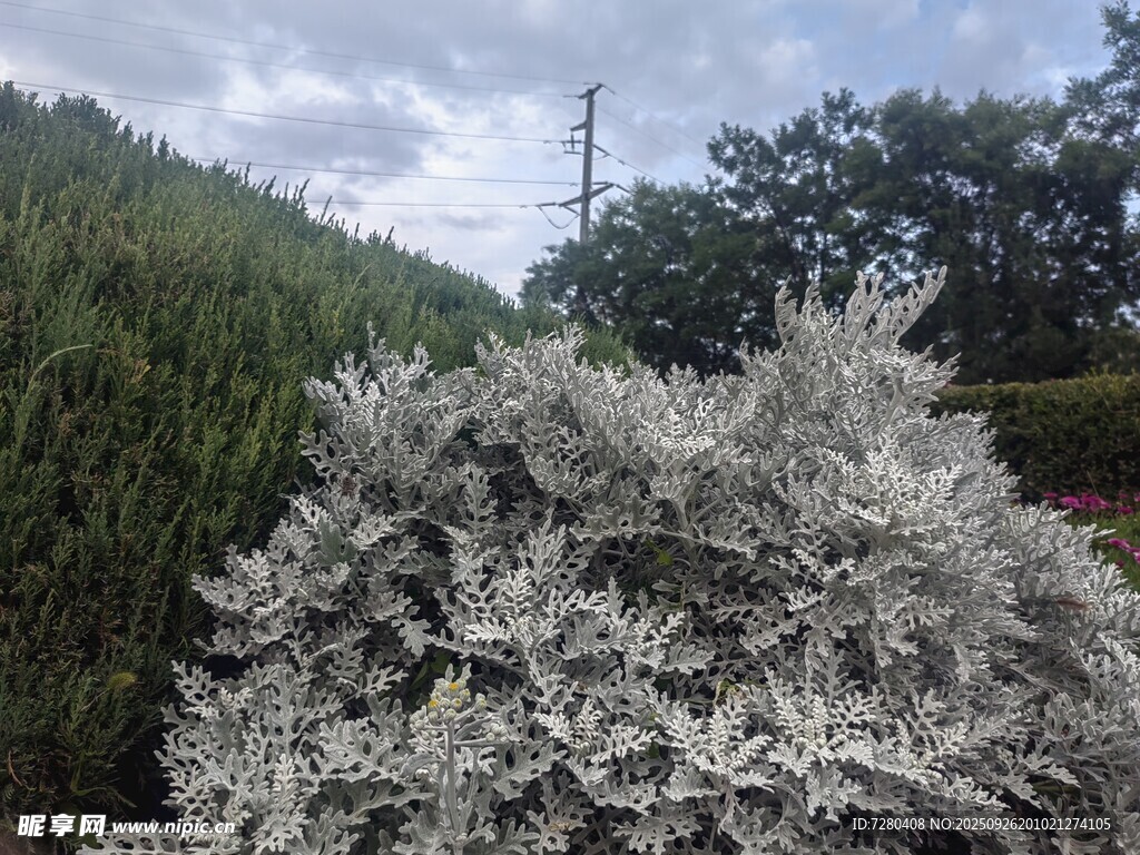 银叶植物景观