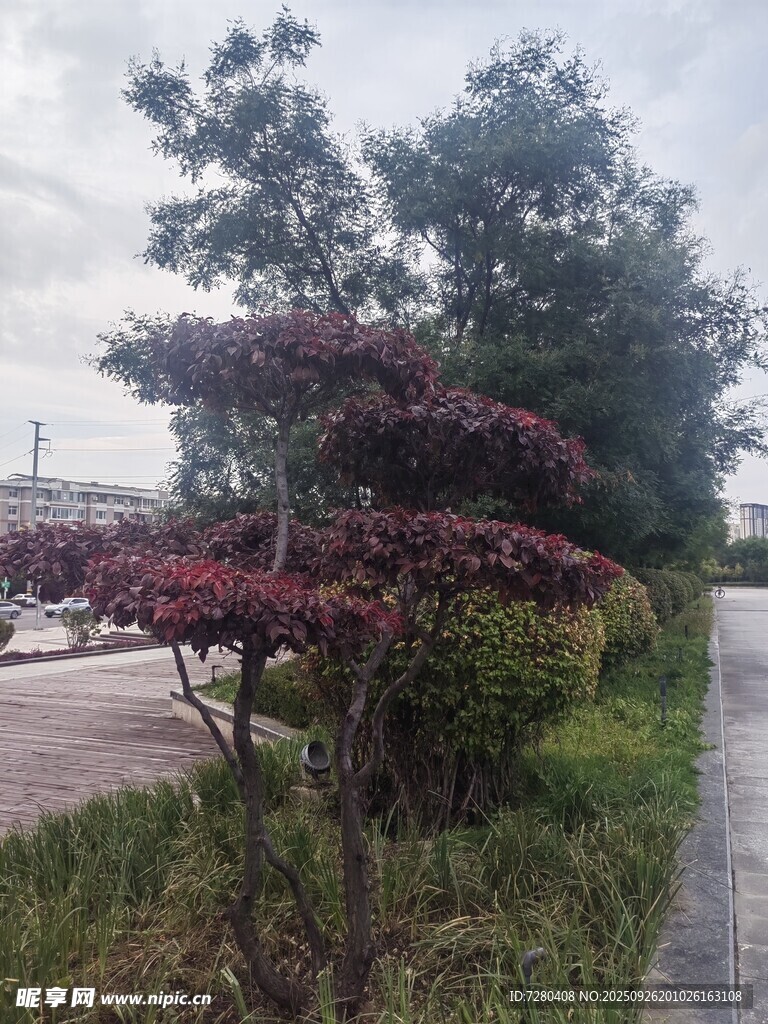 路边多彩灌木景观