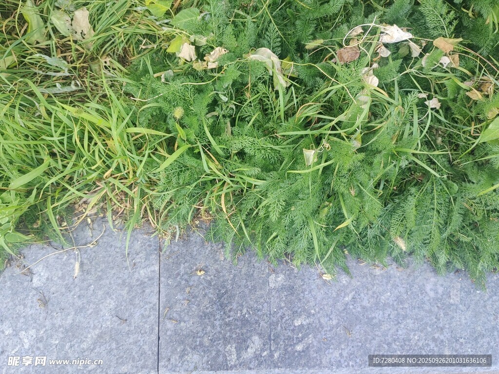 石板旁的嫩绿青草