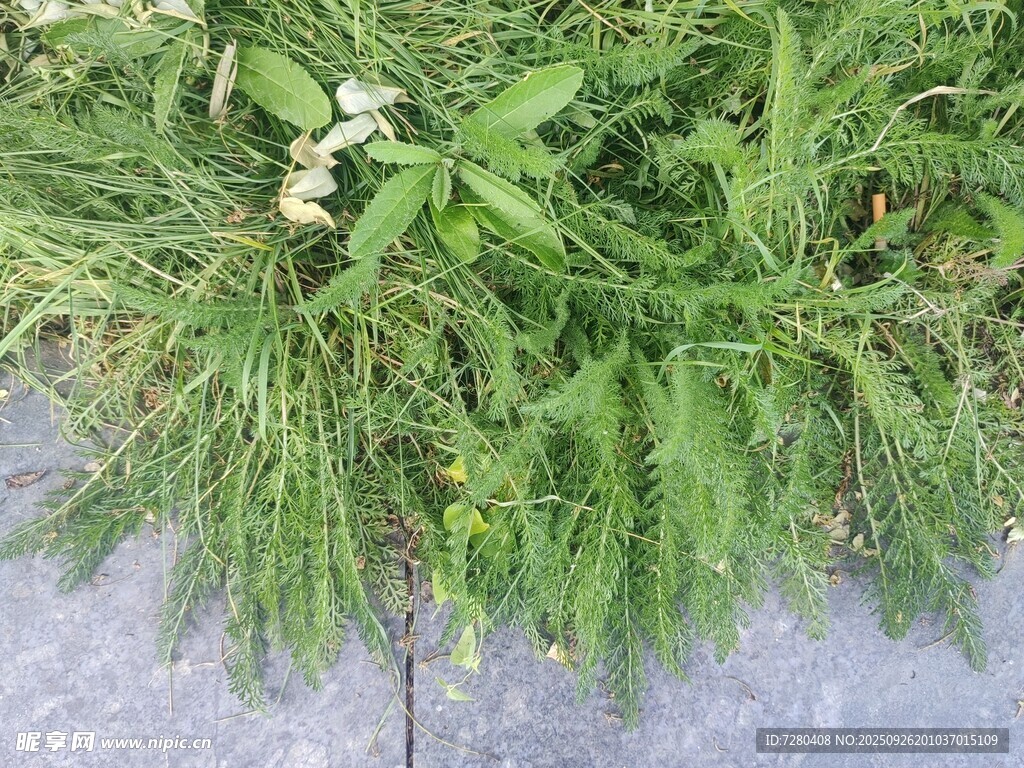 地面上的绿植与白色小花