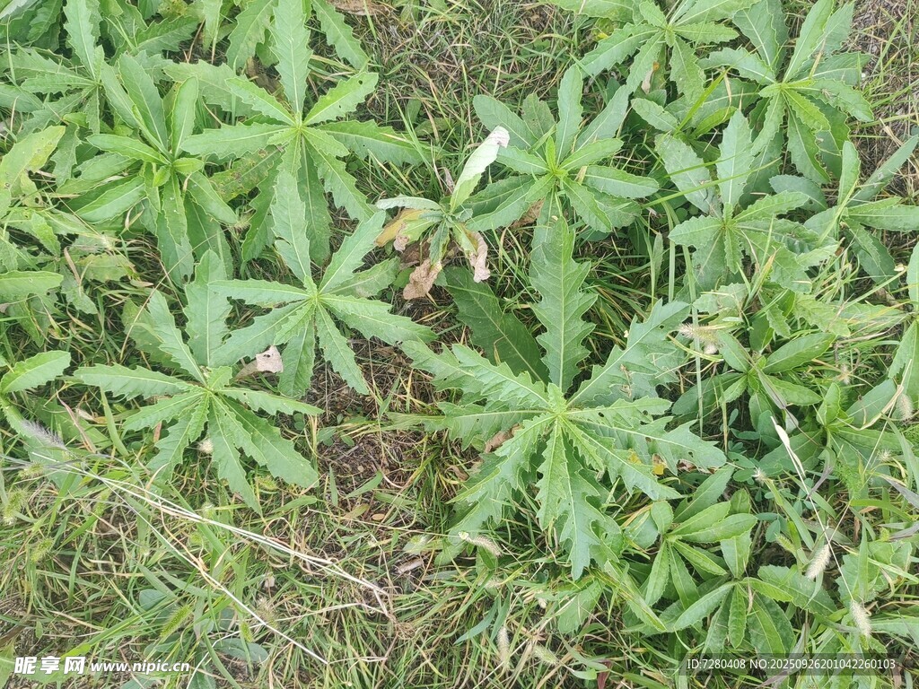 绿色蓖麻植物特写