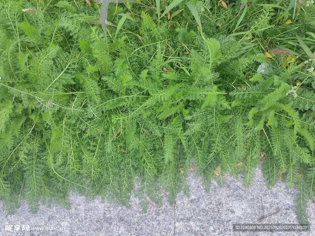 翠绿植物与碎石景观