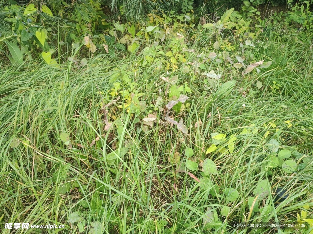 野外繁茂的绿色植物群落