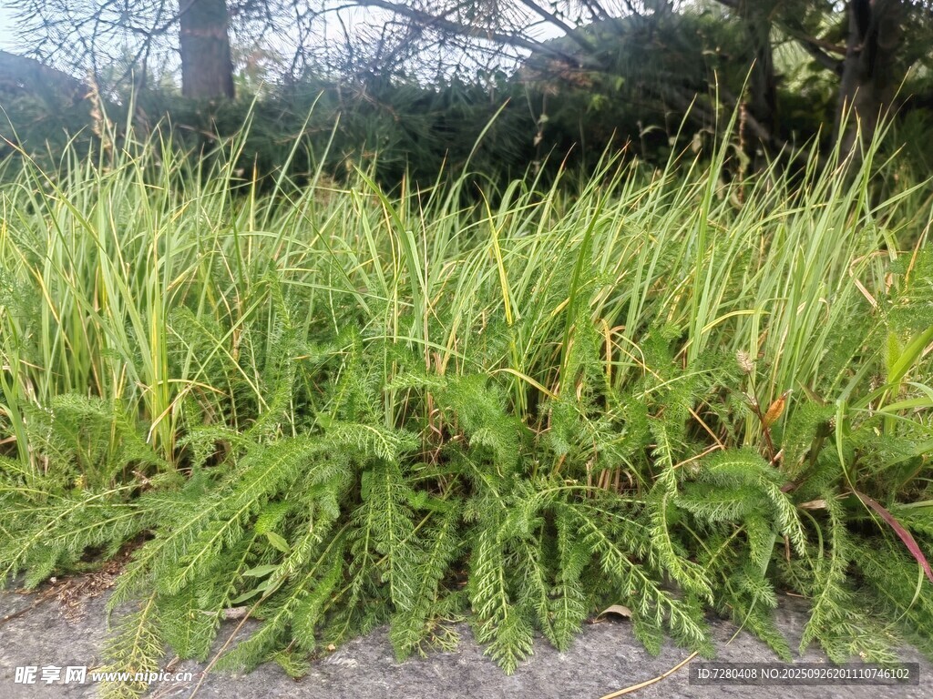 茂盛绿植景观