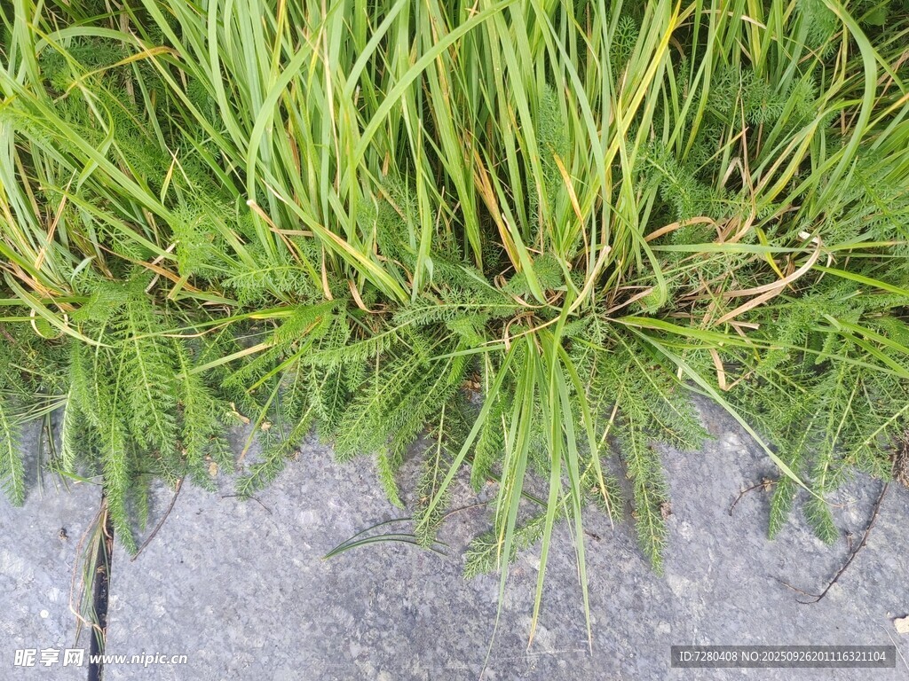 石缝中生长的翠绿小草