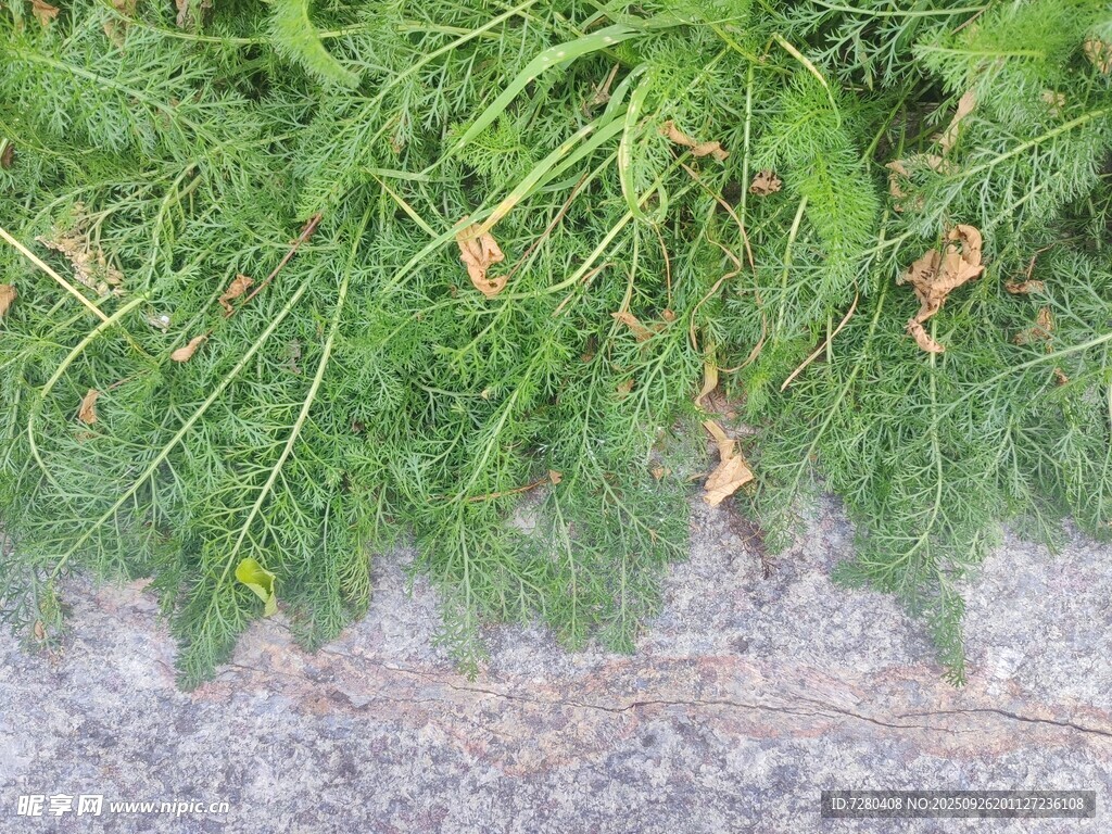 墙边嫩绿蕨类植物特写