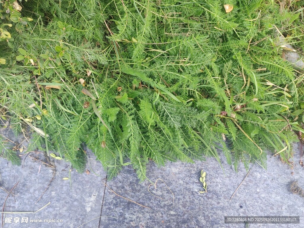 路边嫩绿青草
