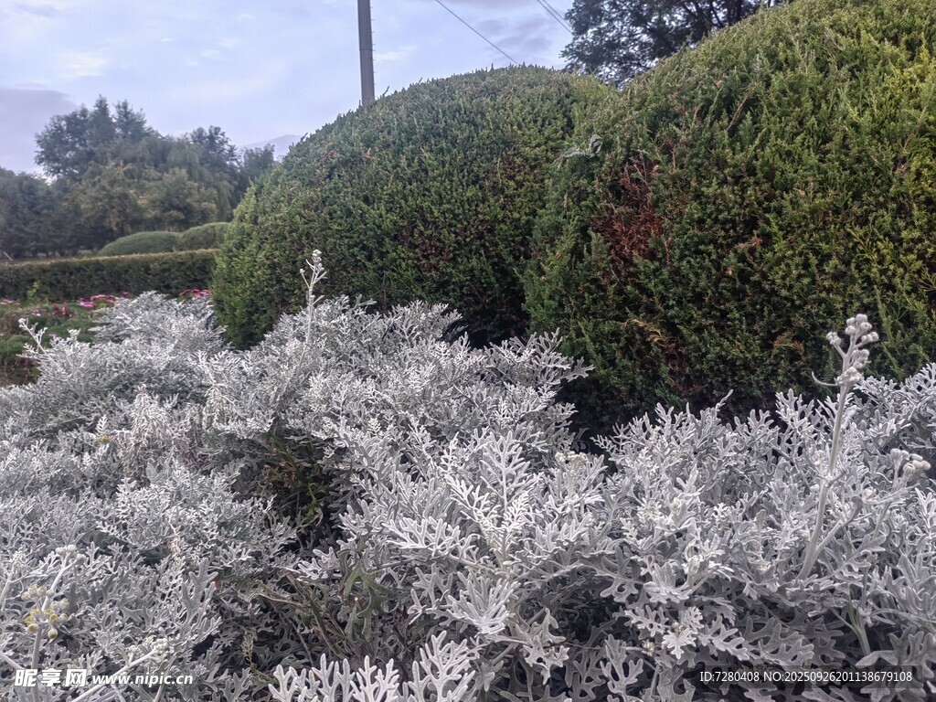 银叶植物与绿篱景观