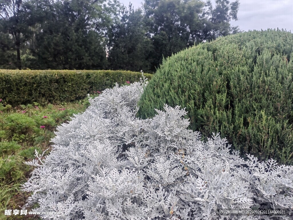 银叶植物景观