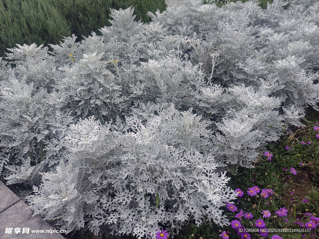 银叶菊与紫色小花景观