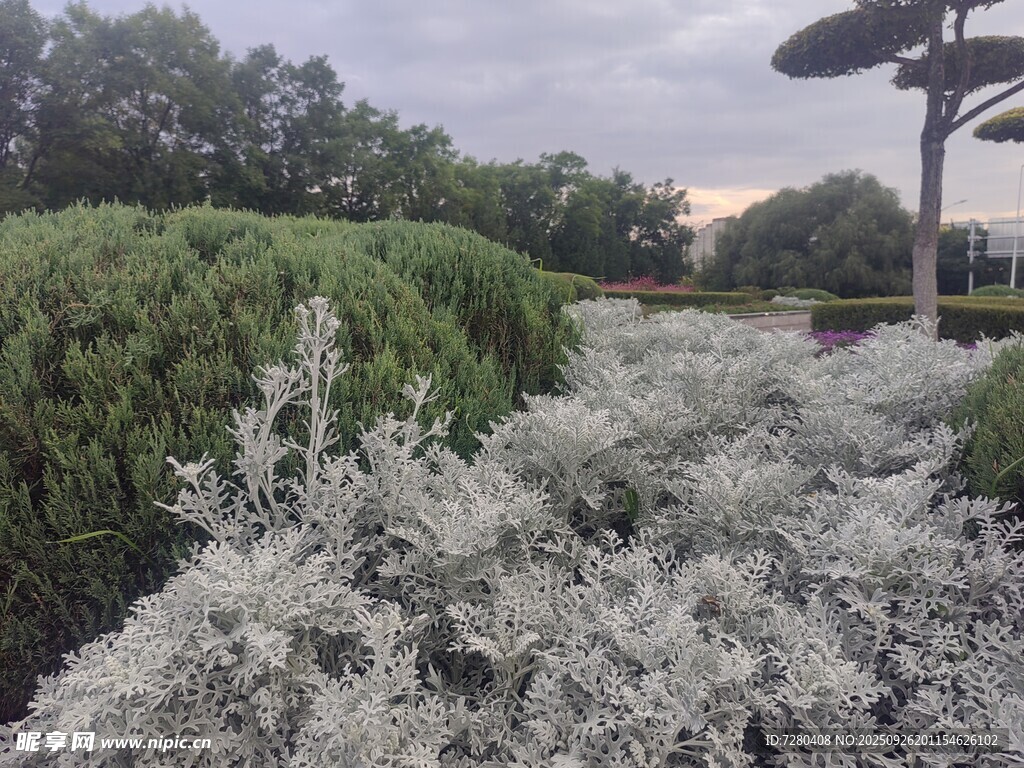 银叶植物景观
