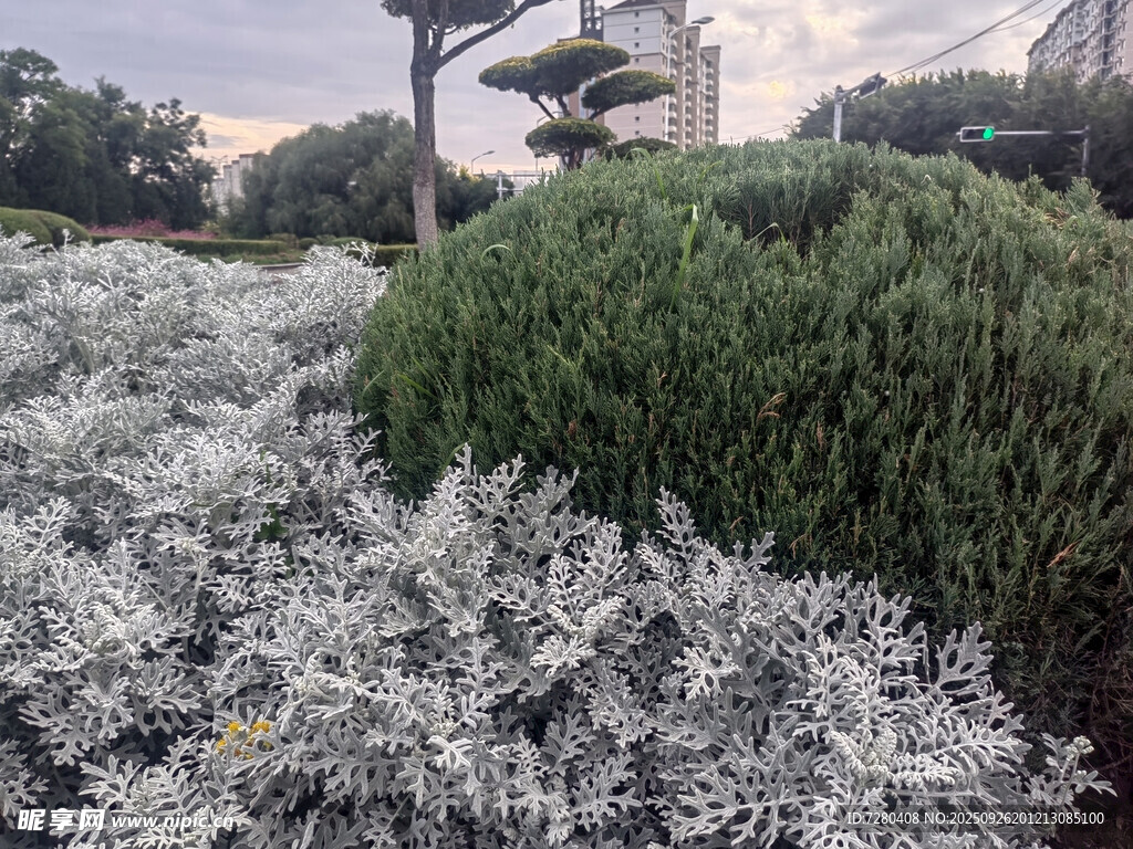 银白绿植与翠绿灌木景观