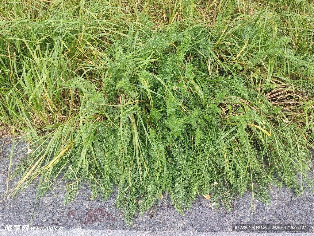 路边嫩绿青草