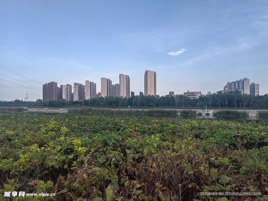 城市远景与绿植景观